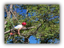 Sebastian Tree Trimming Service