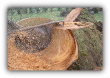 Sebastian Stump Grinding Service