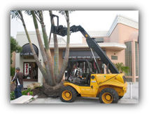 Sebastian Tree Installationn Service