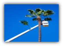 Sebastian Palm Tree Trimming
